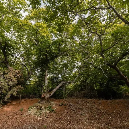 Mialon Rural Apartment: Haven Of Calm In Nature * La Esperanza (Tenerife)